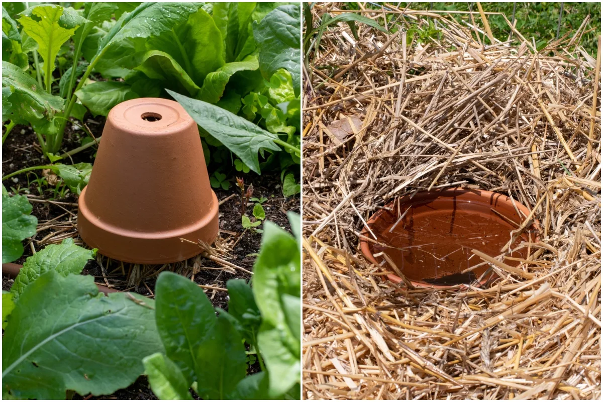 Comment installer une olla, oya : jarre irrigation ? - Nature With Us