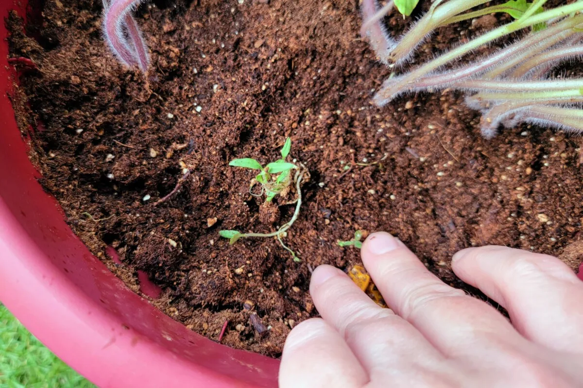 Woman's hand pointing at group of cherry tomato seedlings in a pot.