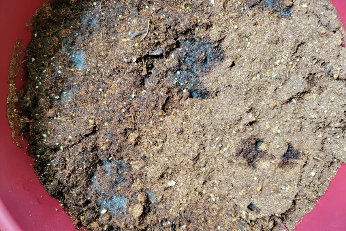 Potting soil with mold growing in spots on the surface.