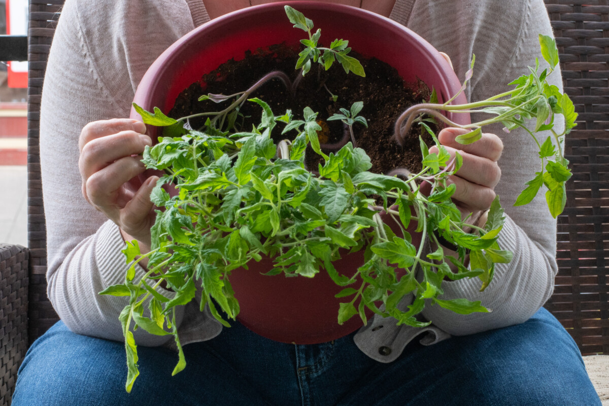 Woman tilting a pot filled with tomato seedlings toward the camera.