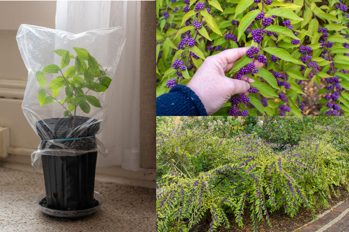 Photo collage, a beautyberry cutting in a pot, a woman's hand holding the stem of a beautyberry shrub covered in drupes, beautyberry shrubs.