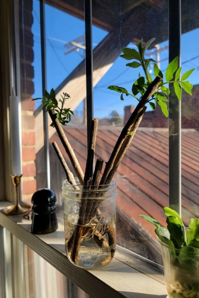 A jar with softwood cuttings in a sunny window