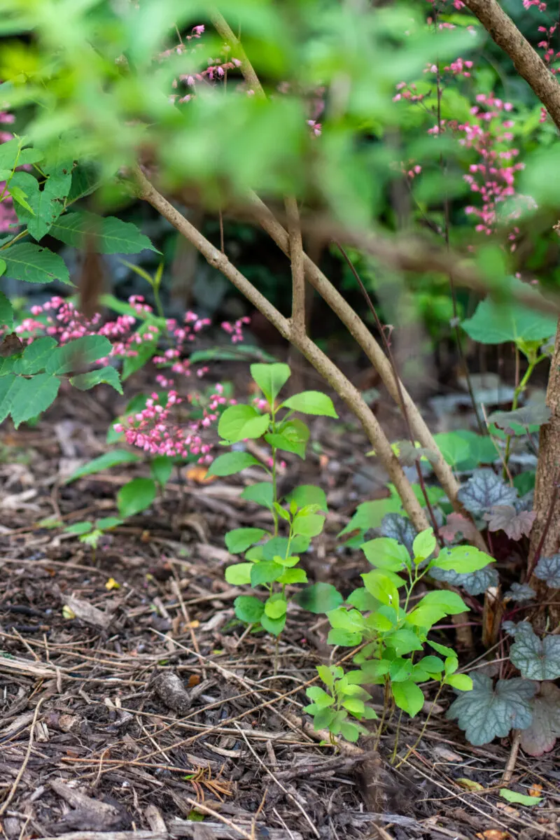 Small beautyberry plants growing from dropped seeds beneath the parent shrub.