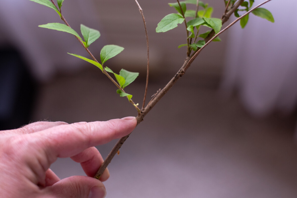 Woman's hand pointing to the node where a leaf stem joins the main stem. 