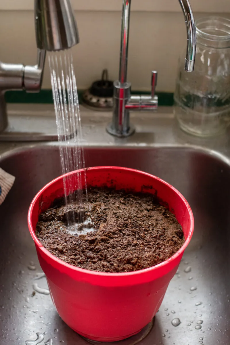 Red pot filled with soilless seed starting mix in a sink. The faucet is spraying water on the mix.