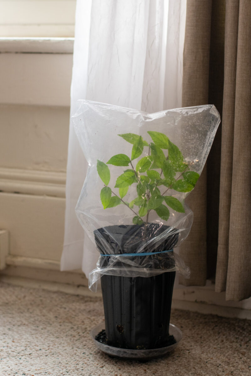 Beautyberry cutting in a pot beneath a sunny window where it will root.