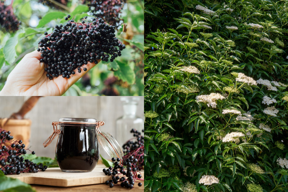 photo collage, woman's hand holding cluster of elderberries, elderberry bush in bloom, jar of elderberry syrup