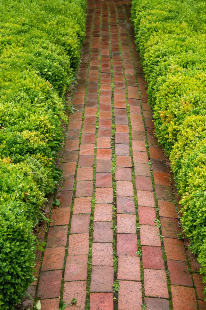 Brick path between hedges