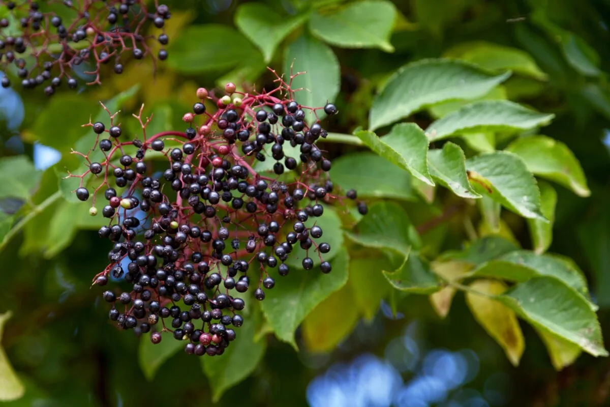 Cluster of elderberries on a bush