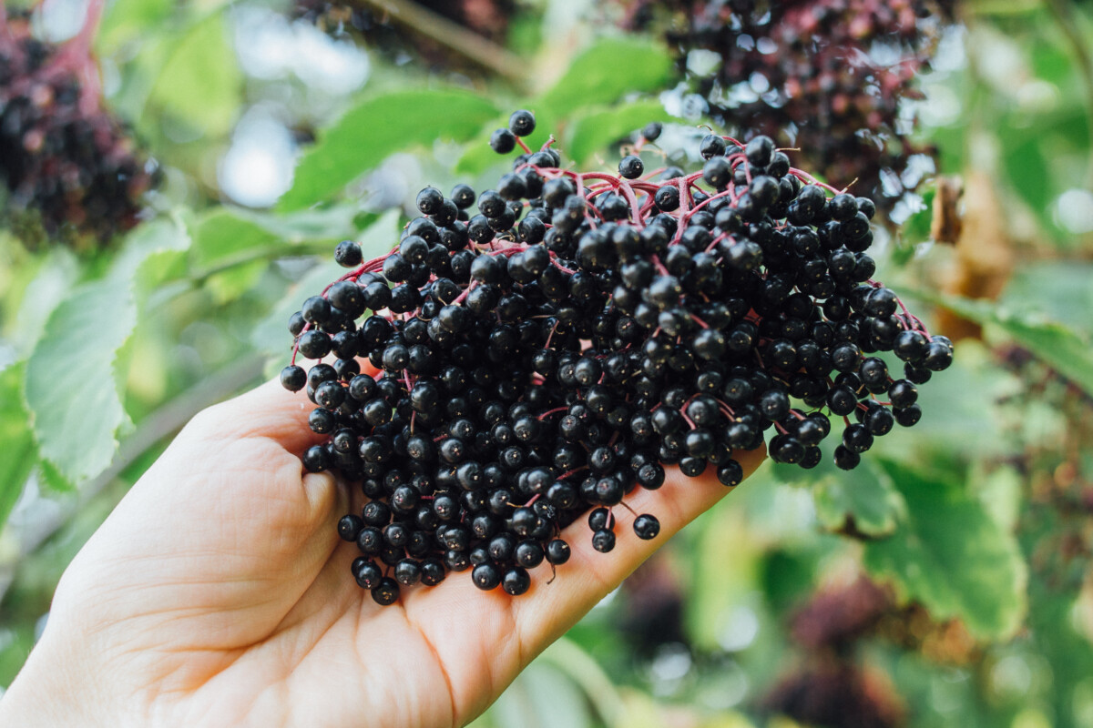 Woman's hand holding a cluster of elderberries