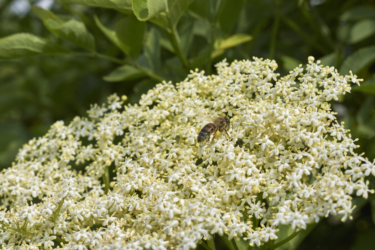 Elderflowers with a bee among them