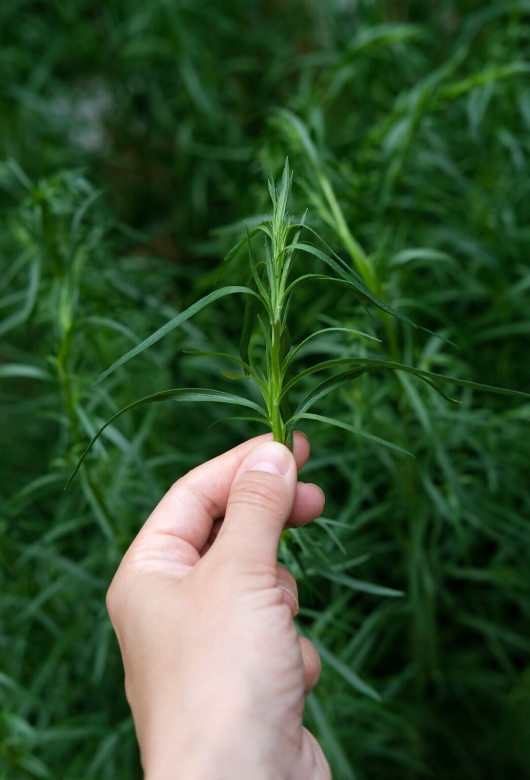 How To Grow Tarragon Best Varieties, Care Guide & Uses