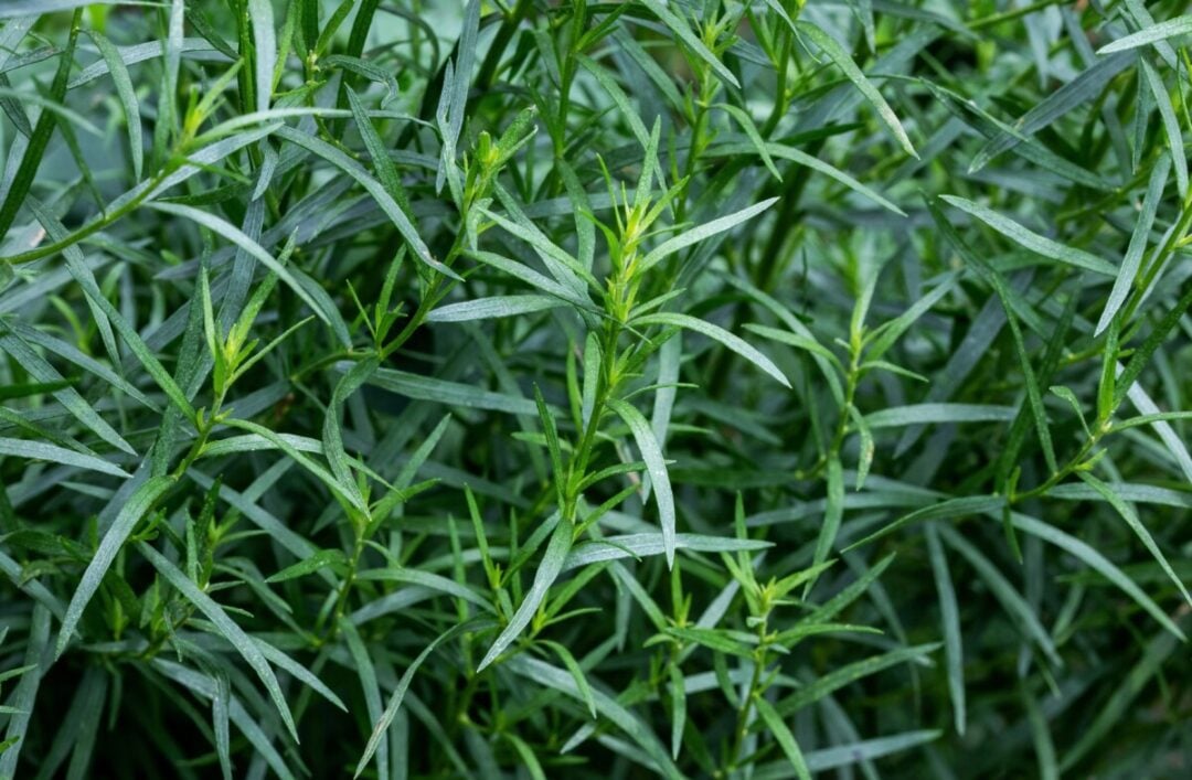 How To Grow Tarragon Best Varieties, Care Guide & Uses