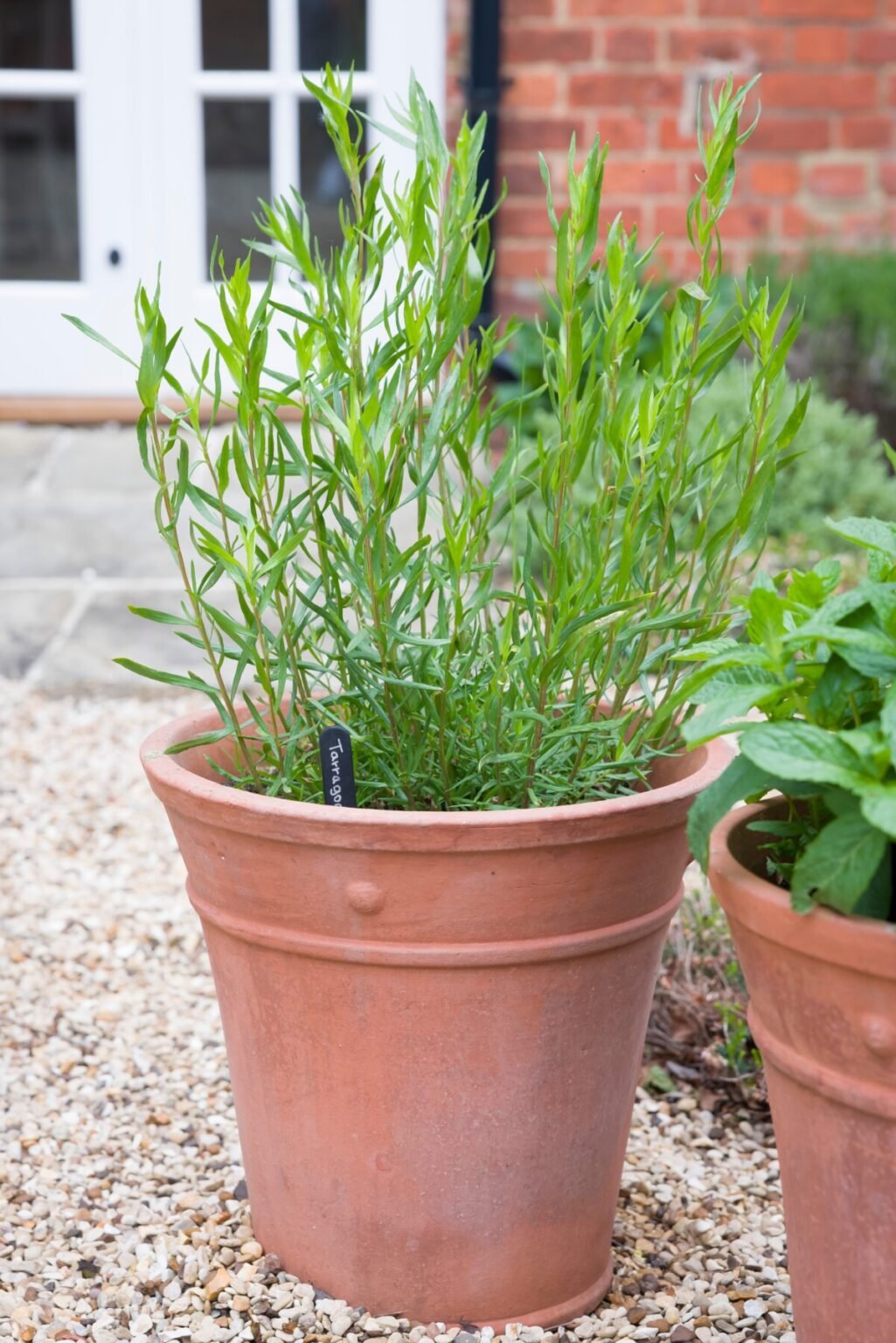 How To Grow Tarragon Best Varieties, Care Guide & Uses