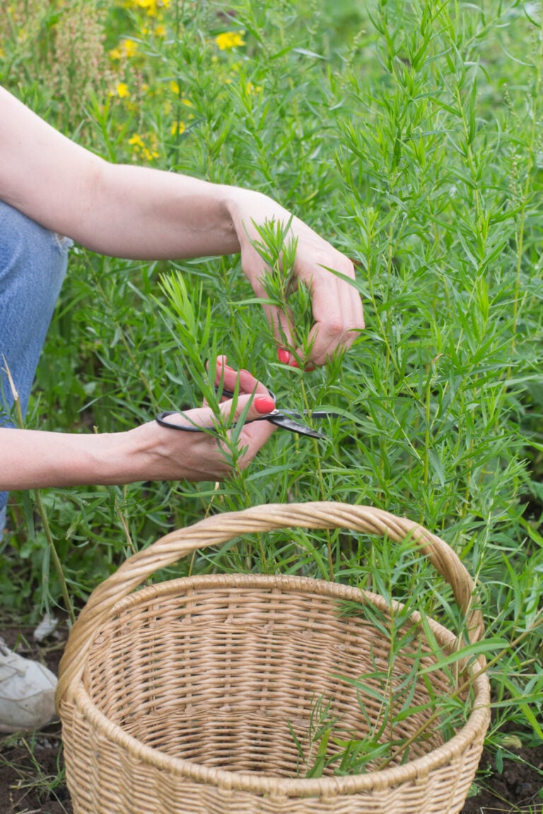 How To Grow Tarragon Best Varieties, Care Guide & Uses