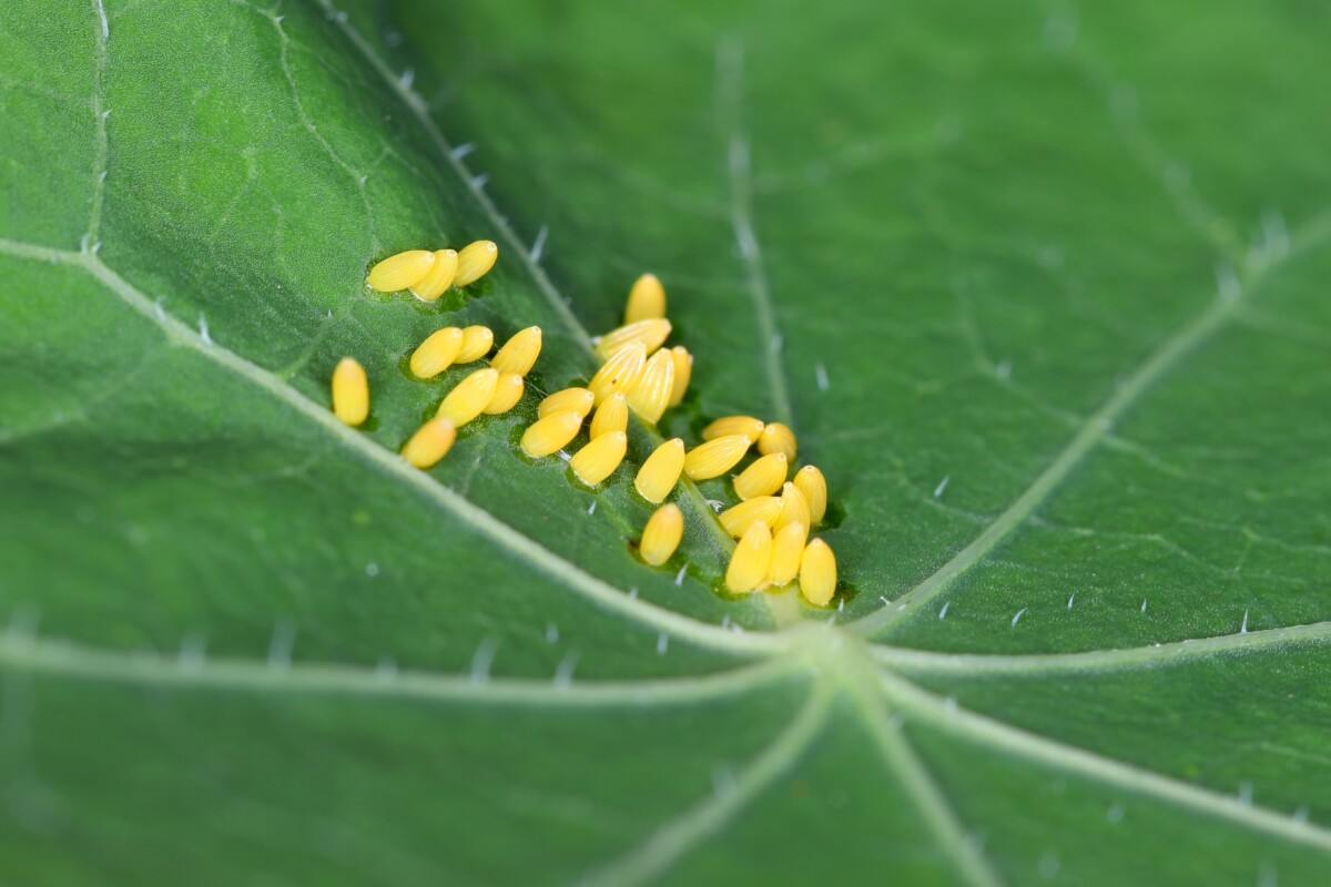 Imported cabbageworm eggs