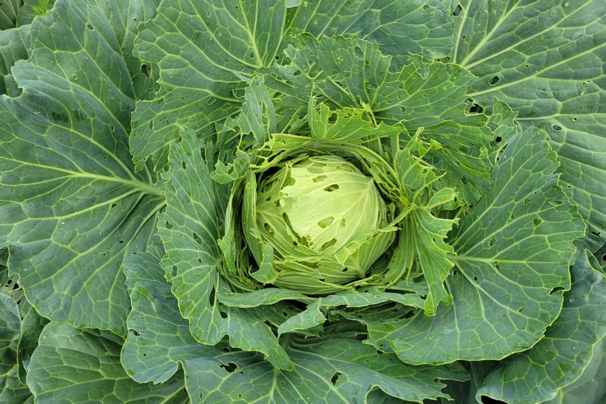 Head of cabbage riddled with holes and tunnels from imported cabbageworm