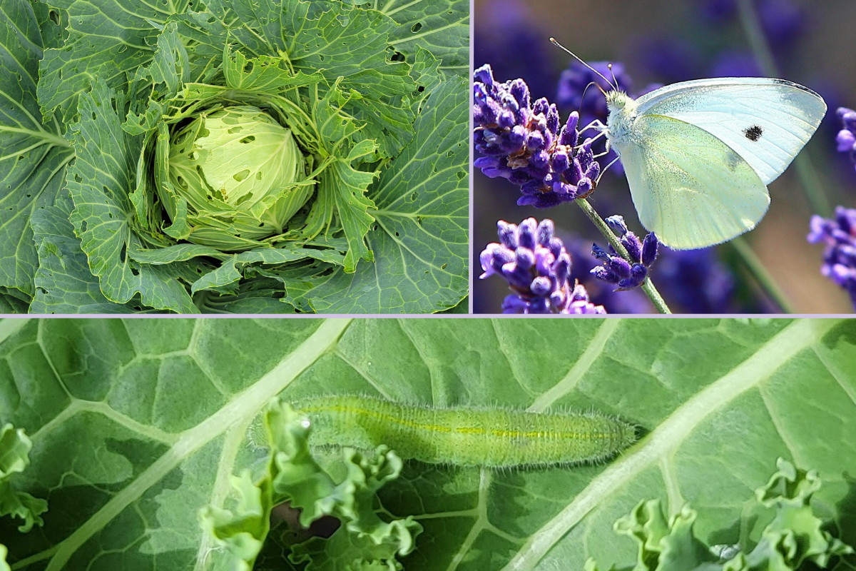Cabbage covered in holes, Cabbage White butterfly, imported cabbageworm larva