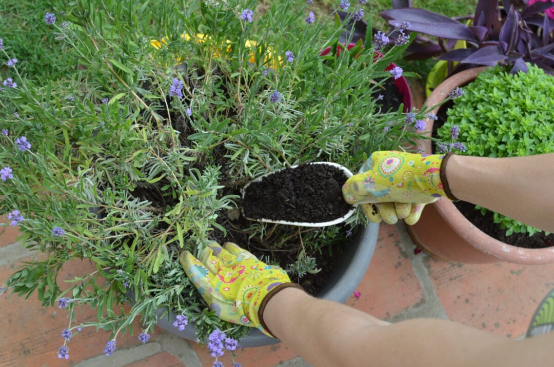 5 Lavender Mistakes That Could Seriously Harm Your Plant