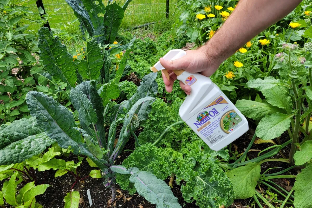 Man's hand spraying neem oil on a kale plant