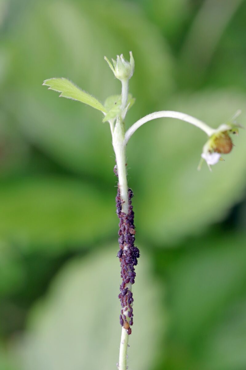 Strawberry plant covered in aphids
