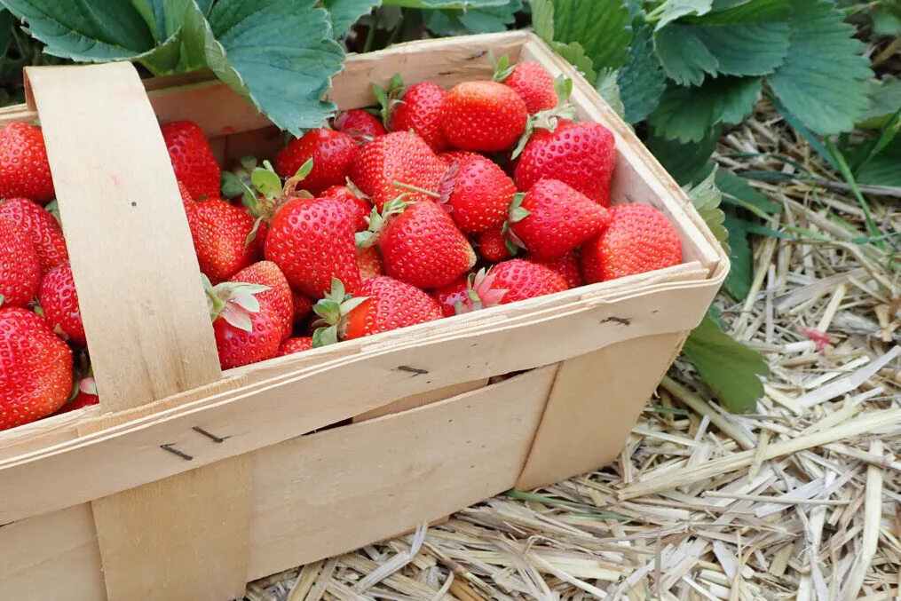 Basket of strawberries next to plants. 