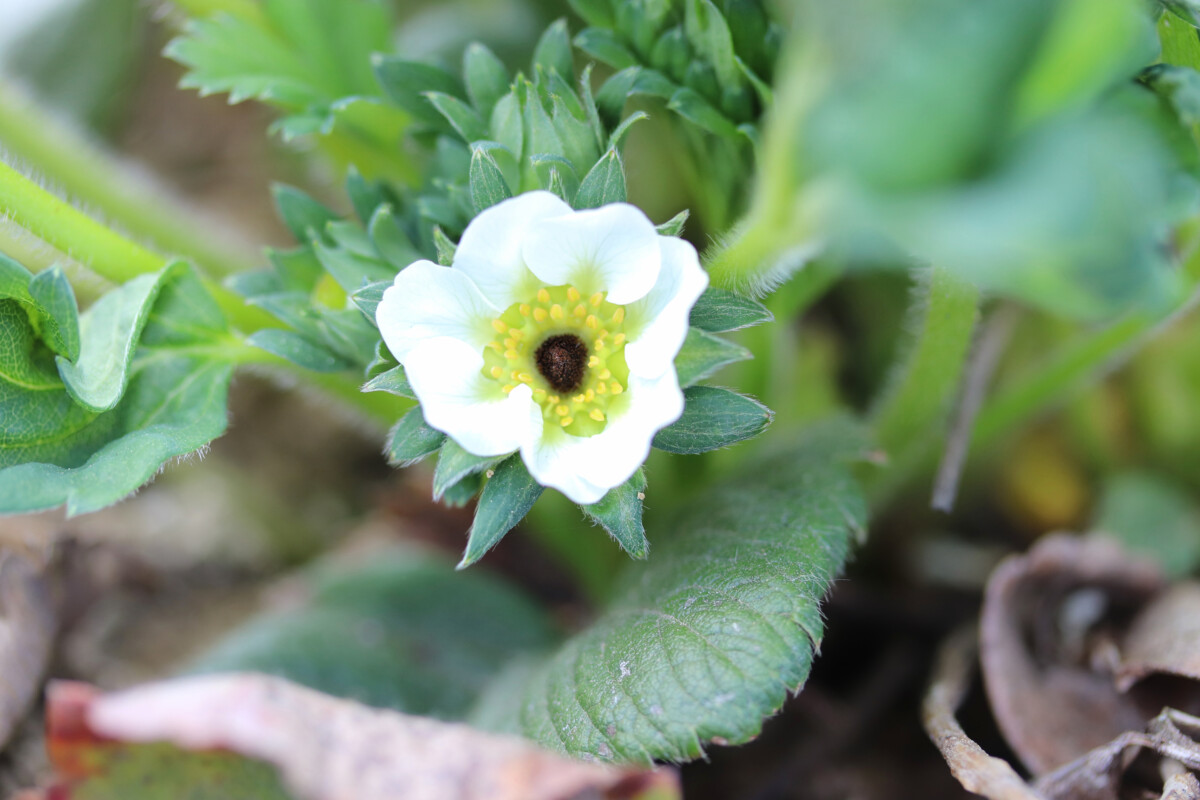 Strawberry blossom with frost damage