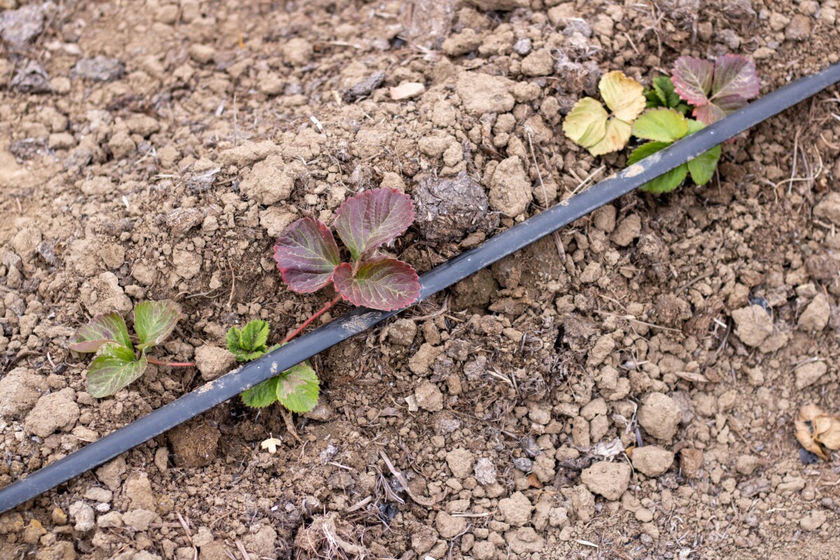 Strawberry plants with drip irrigation