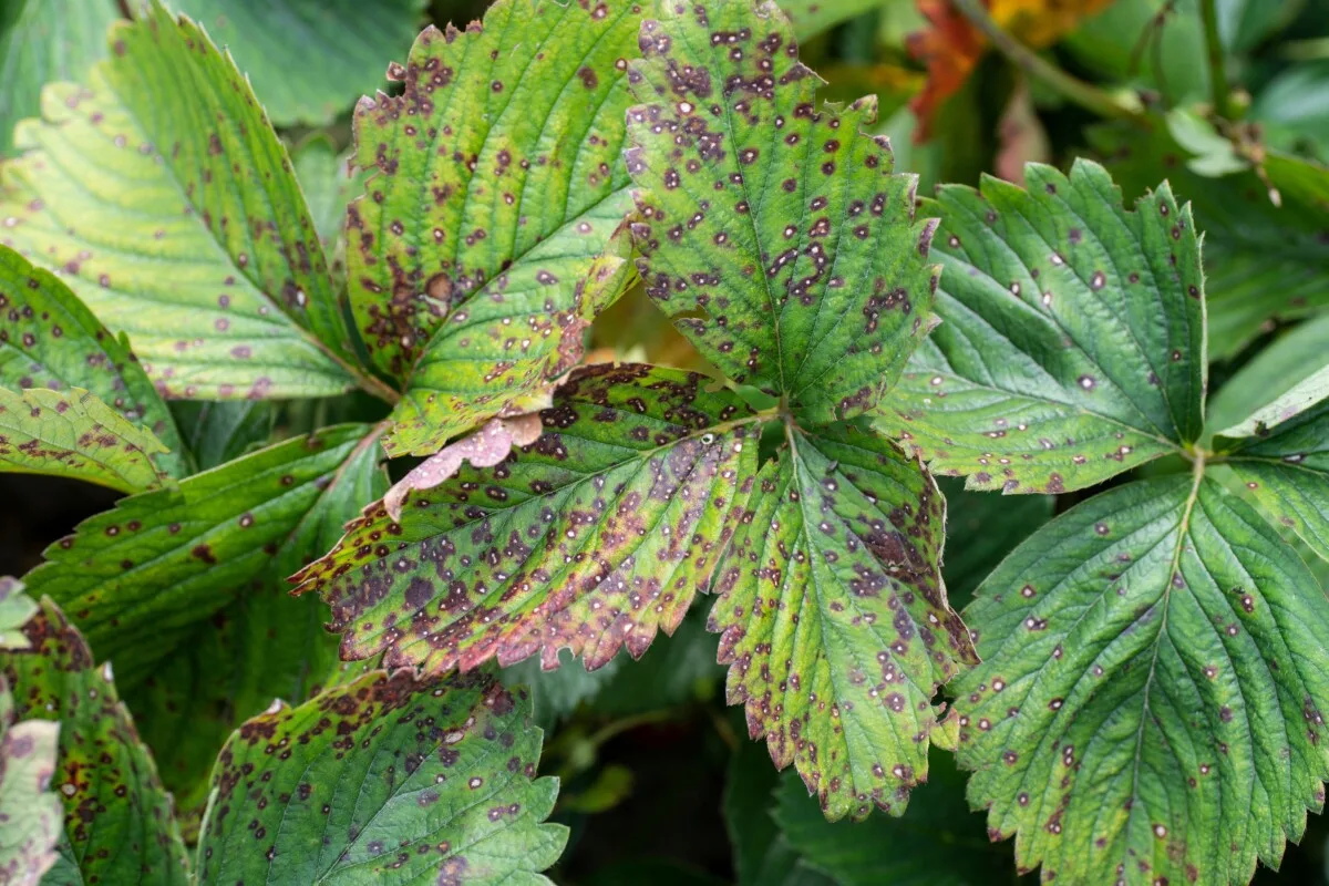 Strawberry leaves with leaf spot