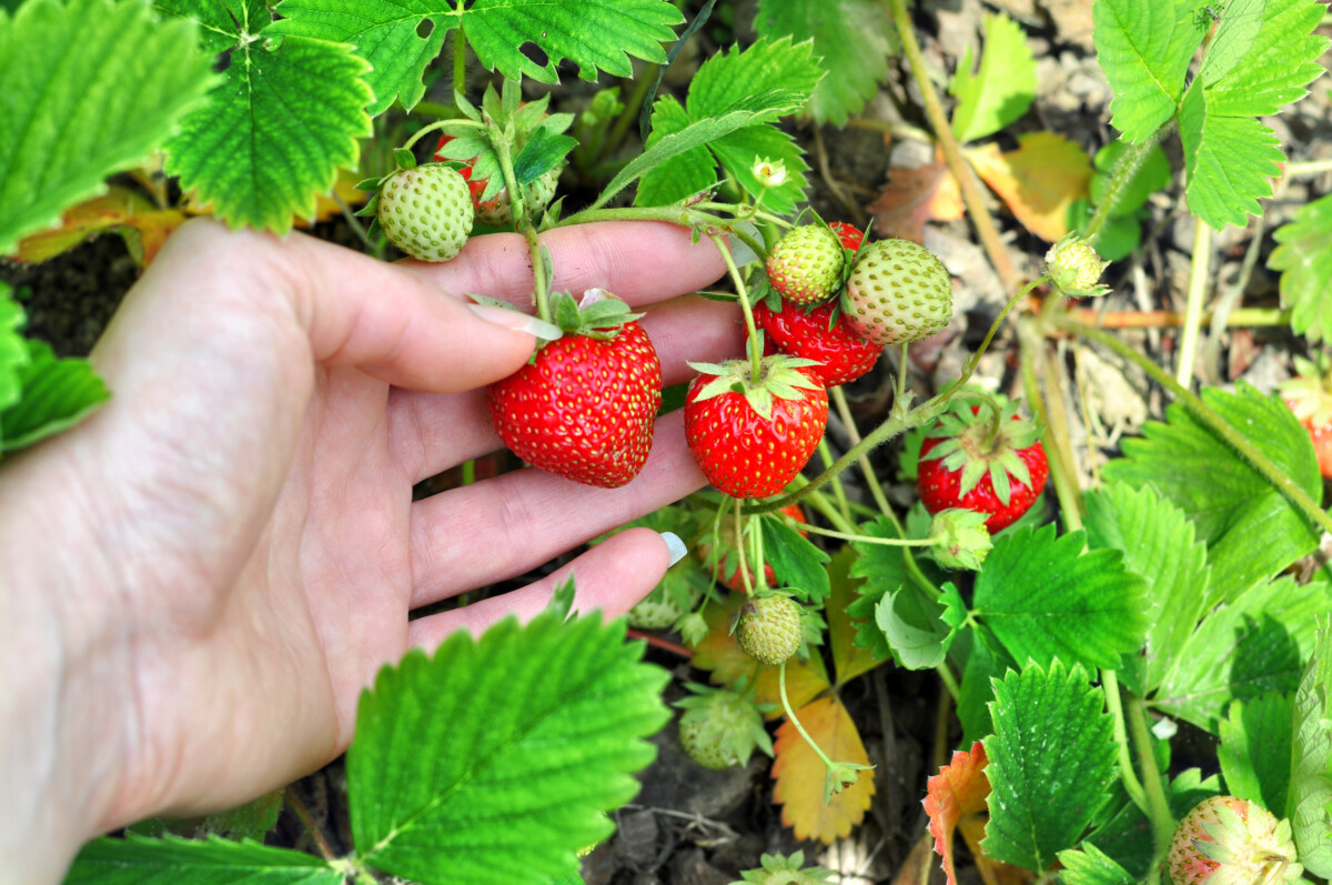 woman's hand holding a cluster of strawberries