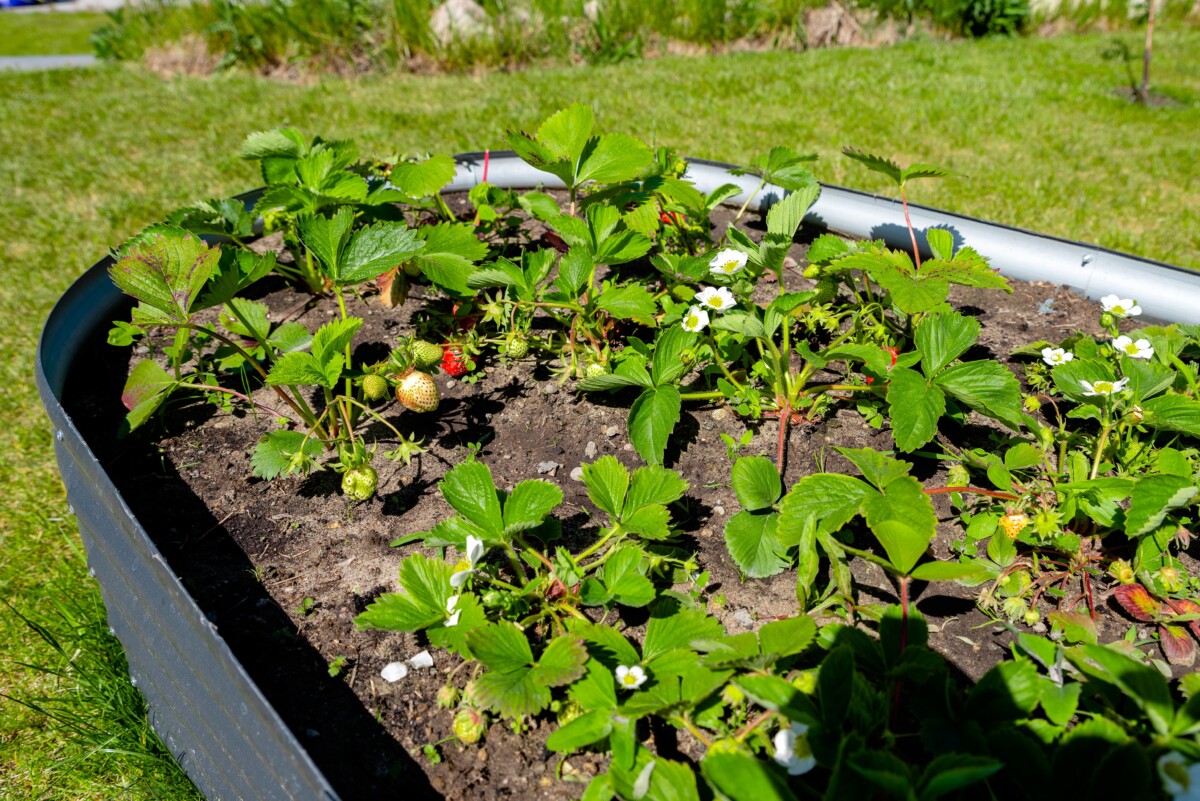 Raised bed with strawberry plants.