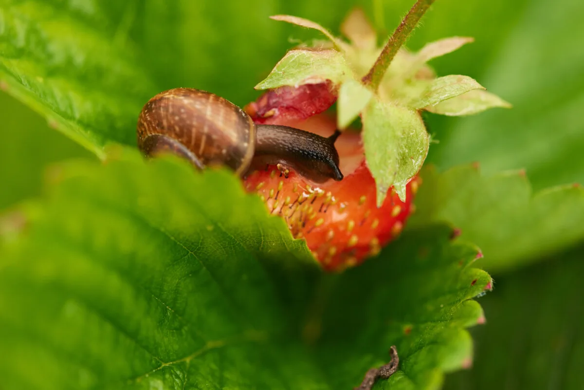 Slug eating a strawberry