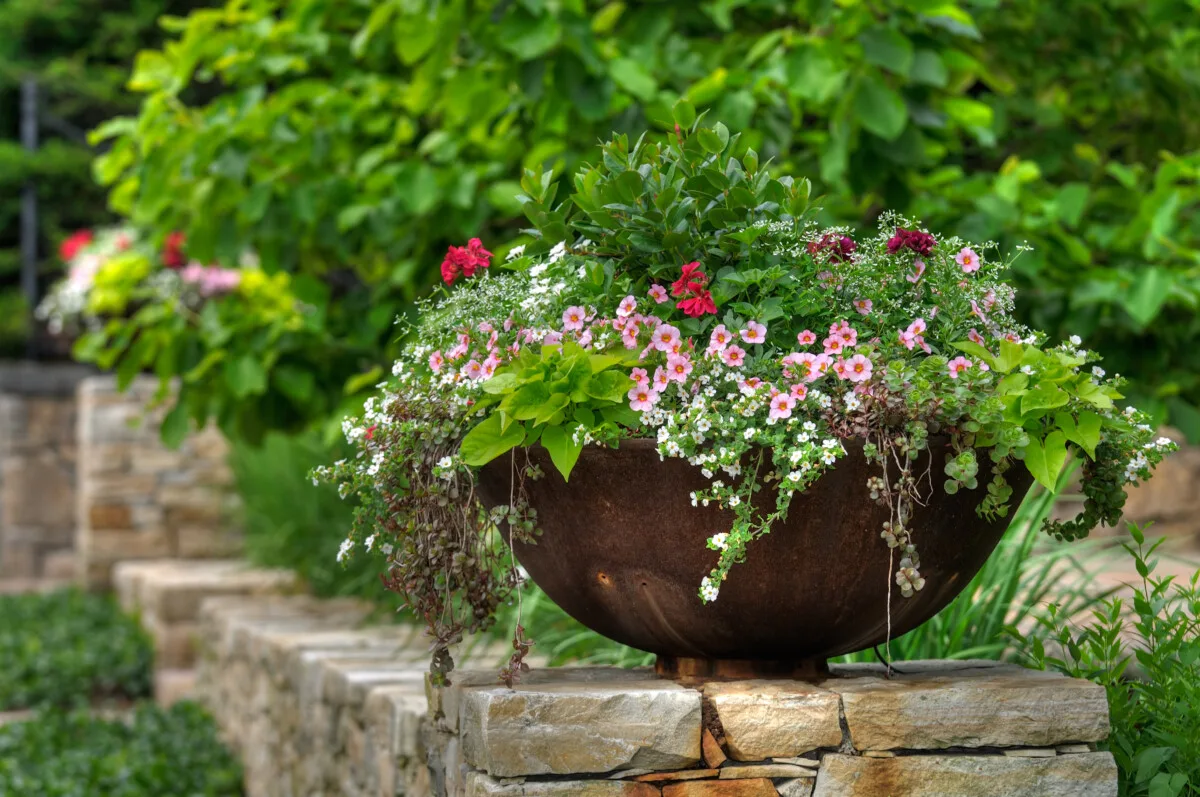 Planting Flower Pots Thriller Spiller Filler, Container Gardening Ideas