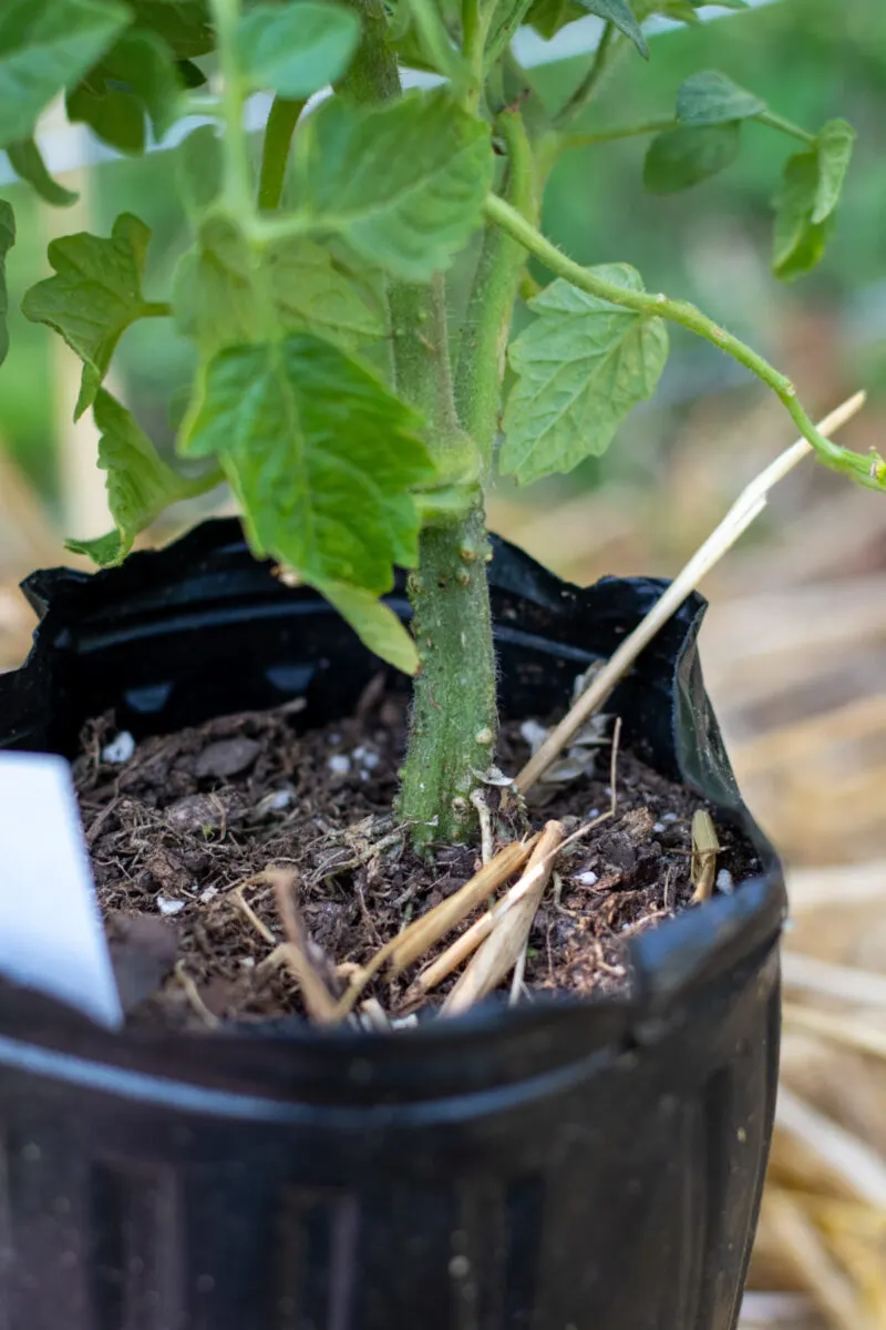Close up of potted tomato seedling with root primordia growing in the soil.
