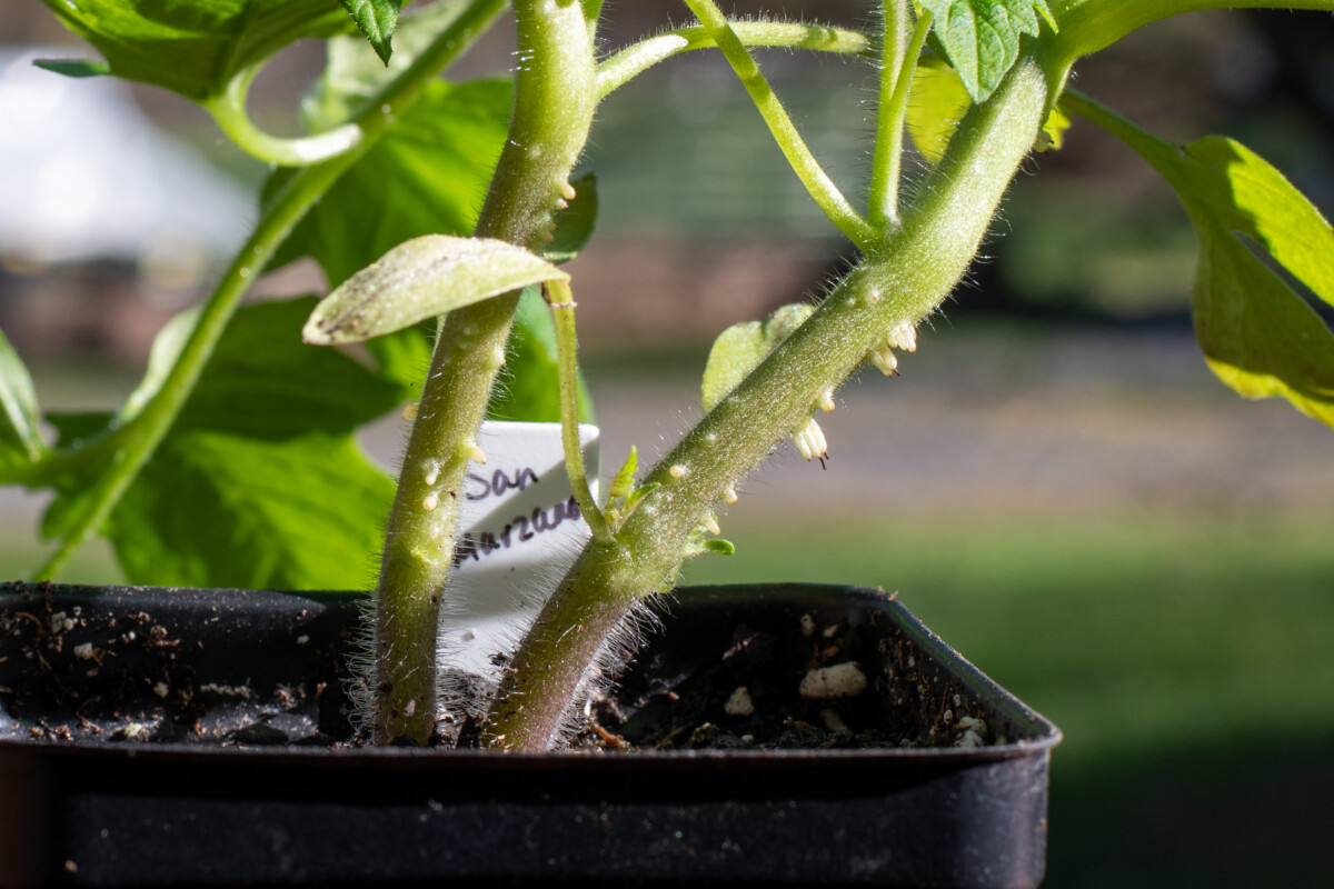 Tomato seedling with root primordia