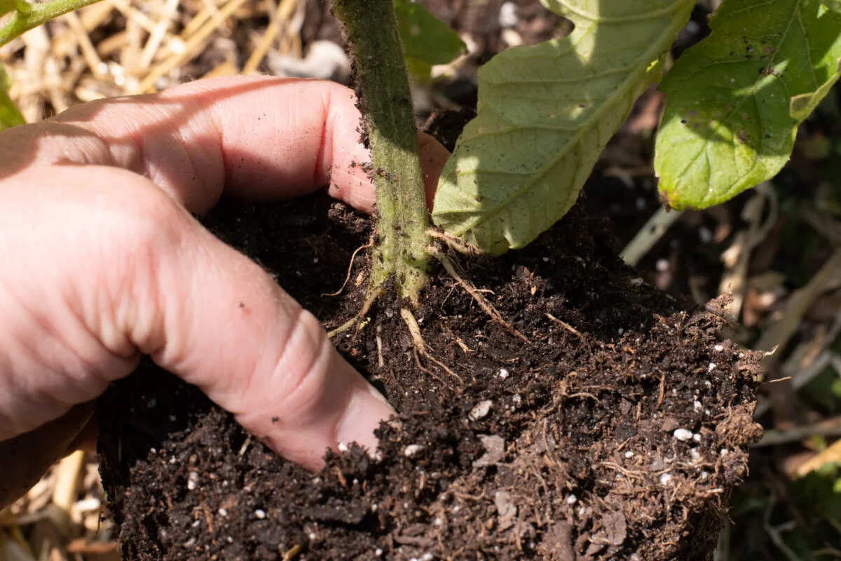 woman's hand holding a tomato seedling with adventitious root growth at the base