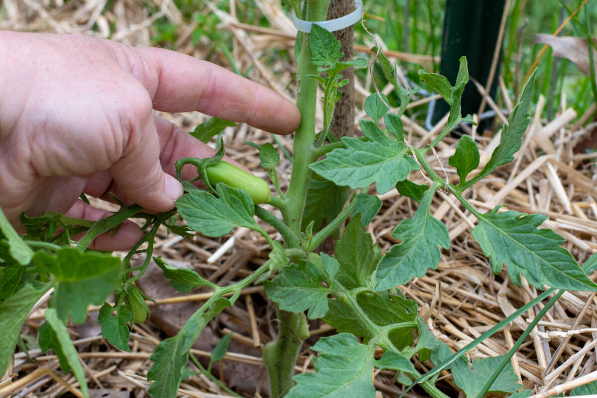 Woman's hand pointing to a sucker on a determinate tomato plant
