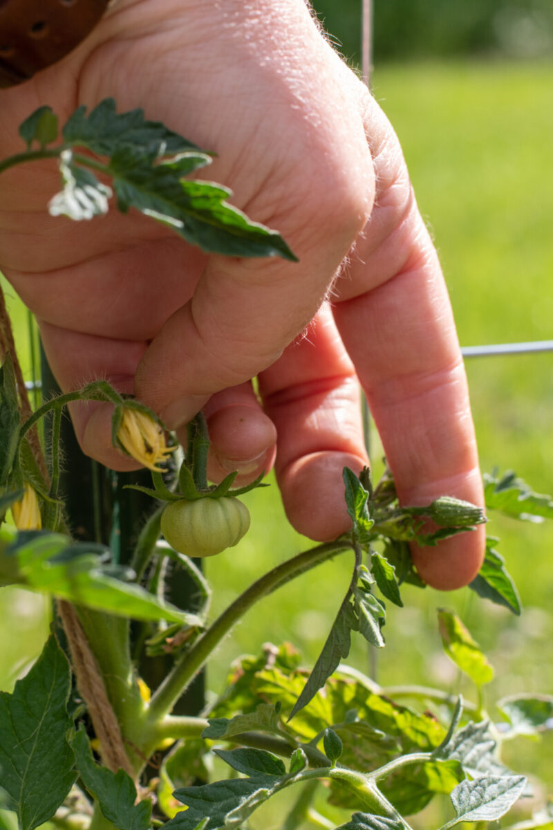   Woman's hand holding a tiny undeveloped tomato and a tomato flower on a tomato plant. 