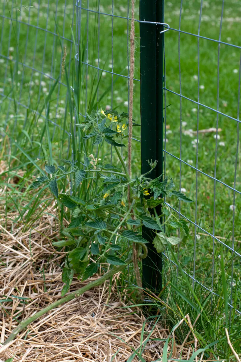  A small heirloom tomato plant being trained to grow up a string, espalier style.