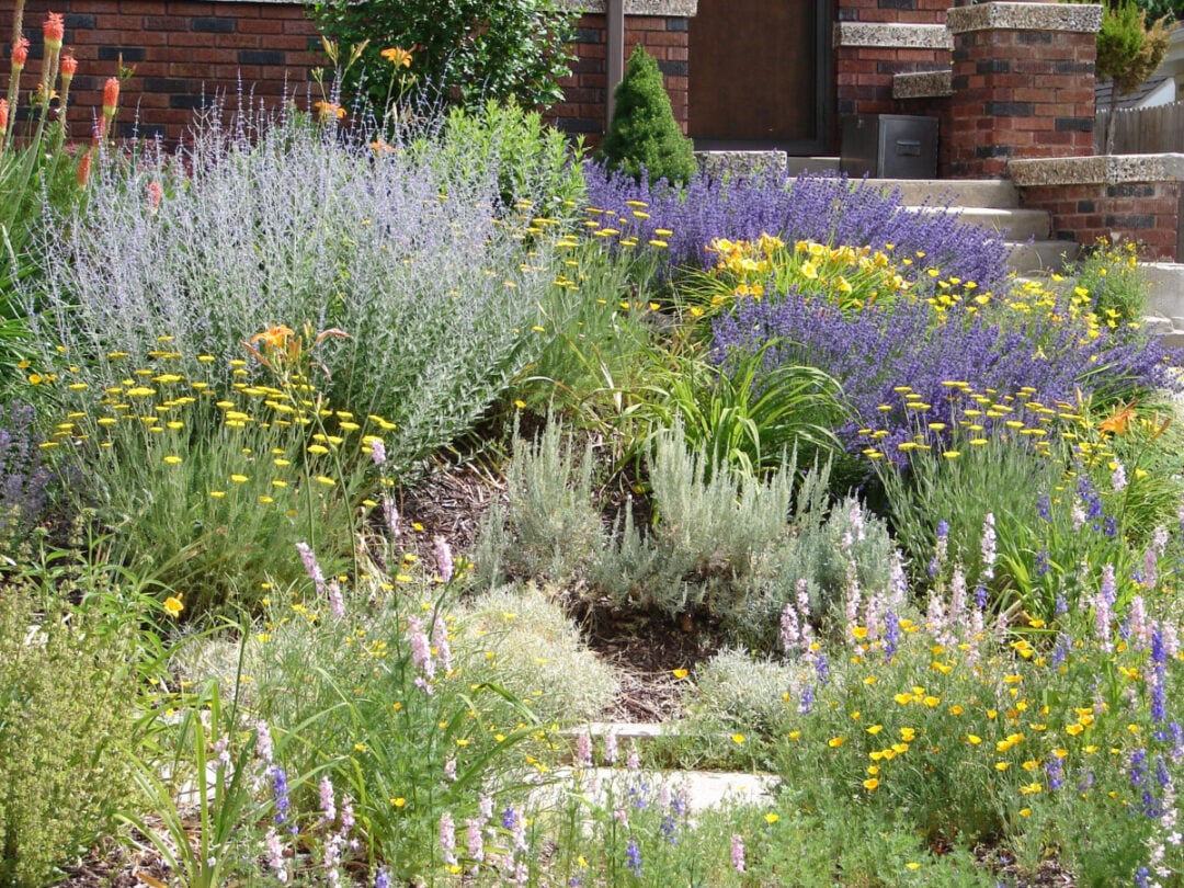 125 DroughtTolerant Plants From Full Sun To Total Shade