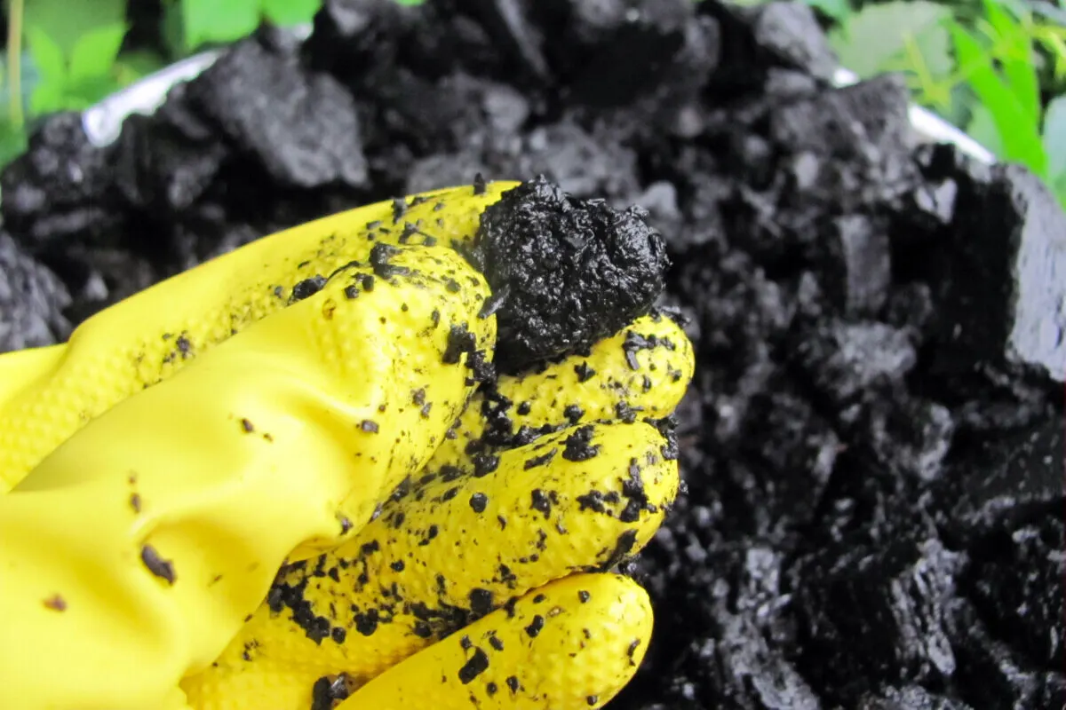 Yellow-gloved hand holding a piece of wet charcoal