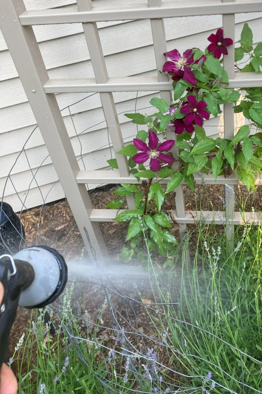 Watering clematis plant