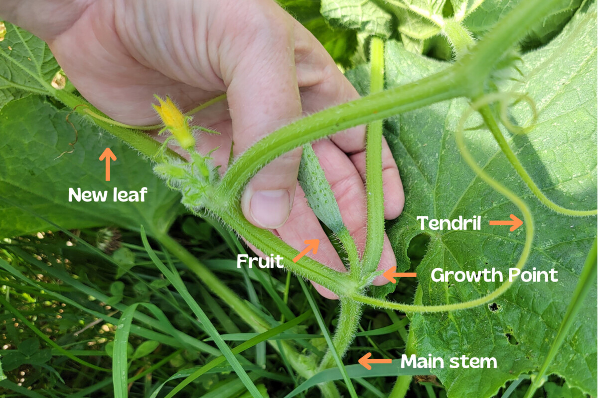 Photo with parts of a cucumber vine labeled, new leaf, fruit, tendril, growth point and main stem.