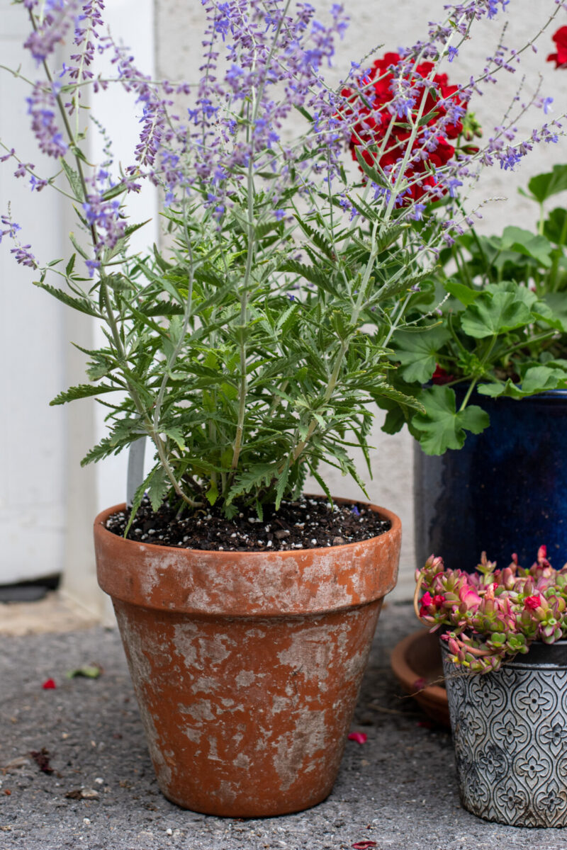 Aged terracotta pot with Russian sage growing in it.
