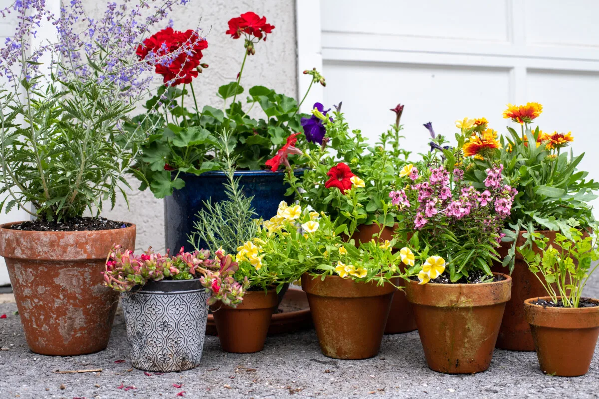 A collection of flowers and herbs in aged terracotta pots.