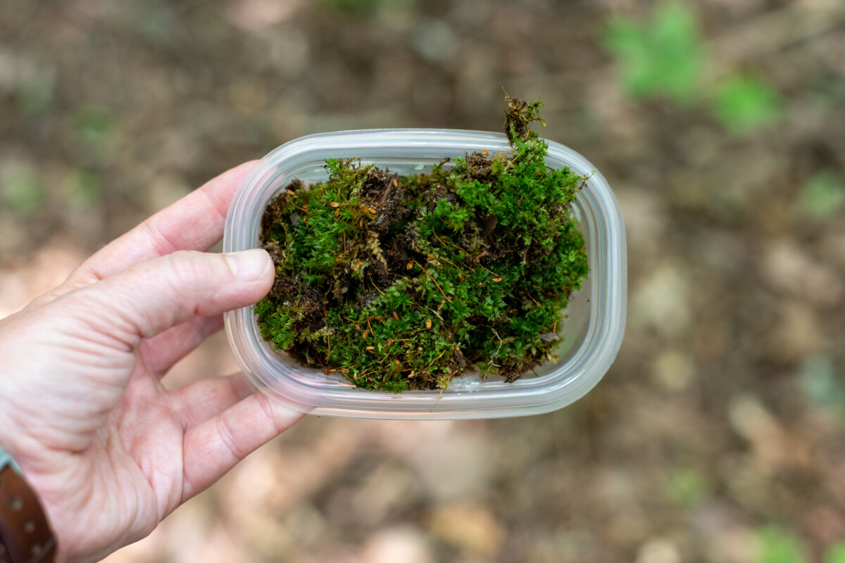 Woman's hand holding a small dish of moss