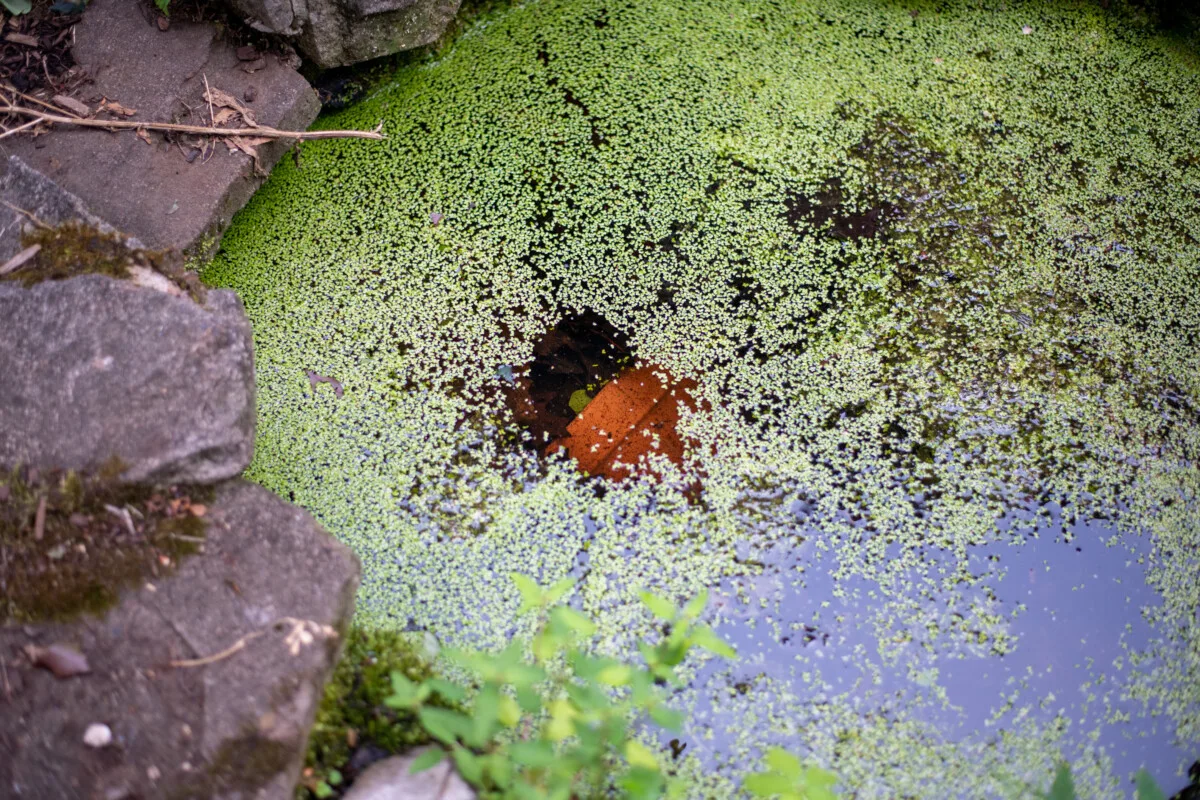 Terracotta pot peeking out of a decorative pond