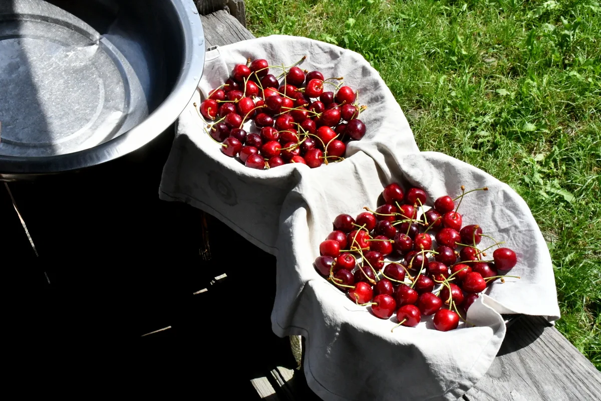 Washed cherries set out to dry