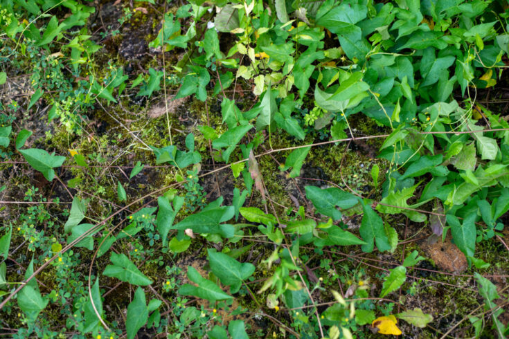 Dealing With Bindweed – The Best Approach to Eliminate It