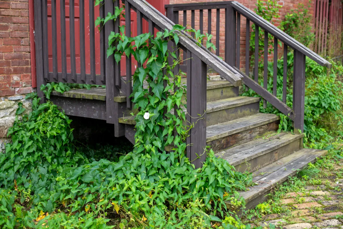 Bindweed growing up steps and entrance to house
